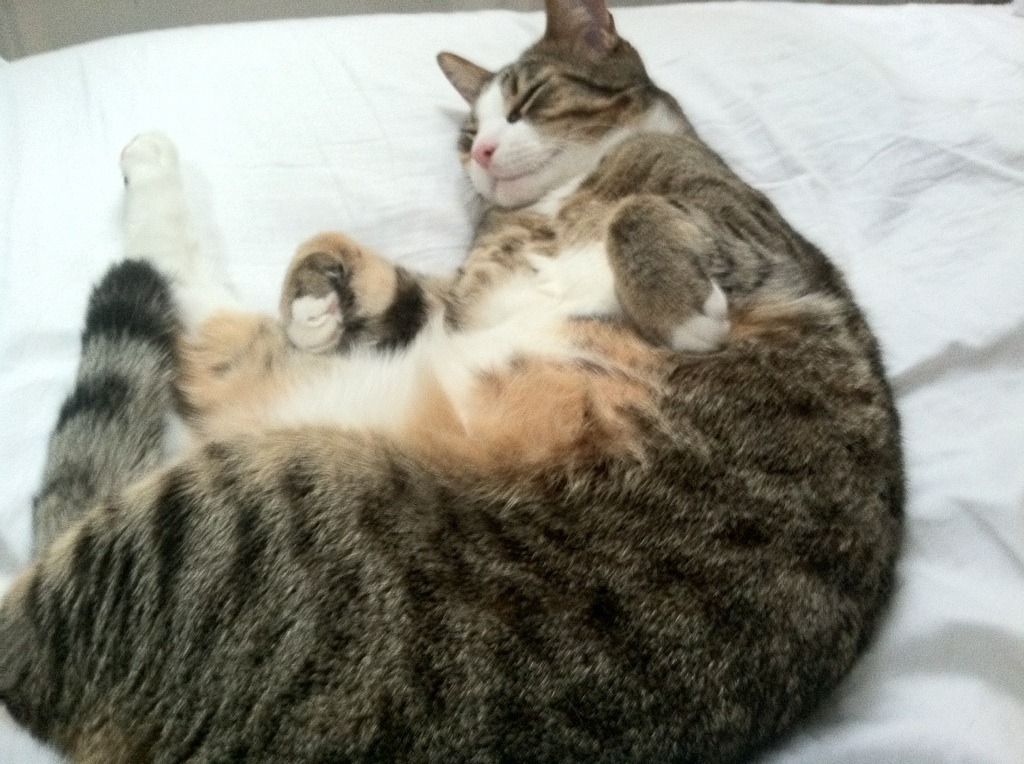 国际漂浮足球:水上足球的新玩法,水上足球活动方案