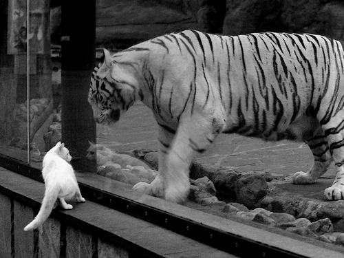 开云体育网页版入口-意大利在欧洲杯预选赛中3-1逆转法国，展现强大实力。，意大利欧洲杯预选赛比赛结果